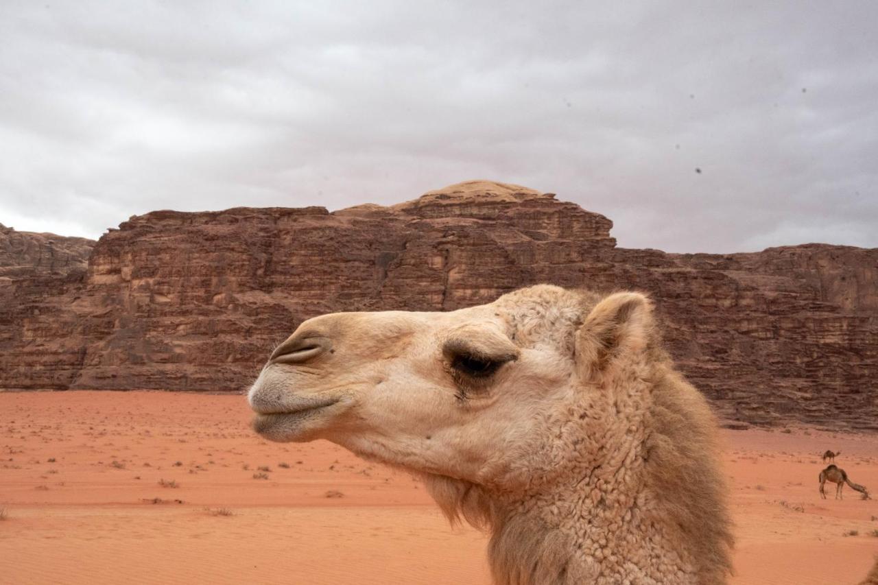 Wadi Rum Nights Exterior photo